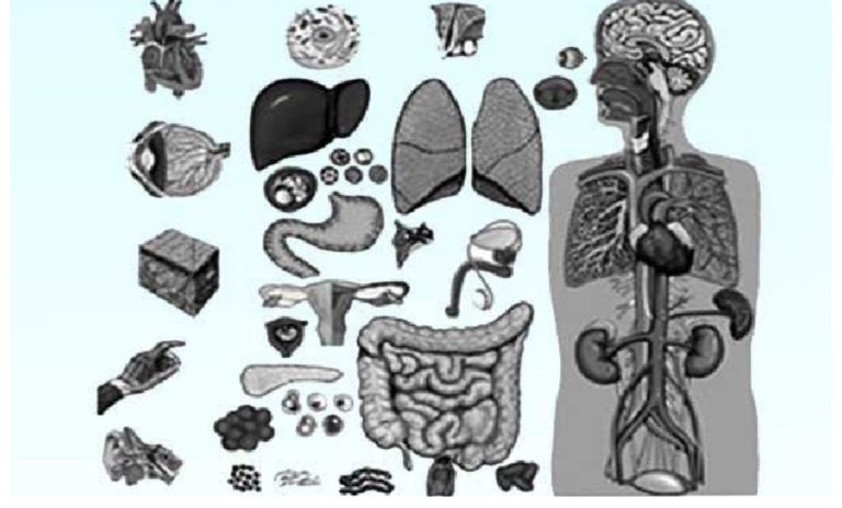 মানব অঙ্গ প্রতিস্থাপন আইনের খসড়া মন্ত্রিসভায় অনুমোদন