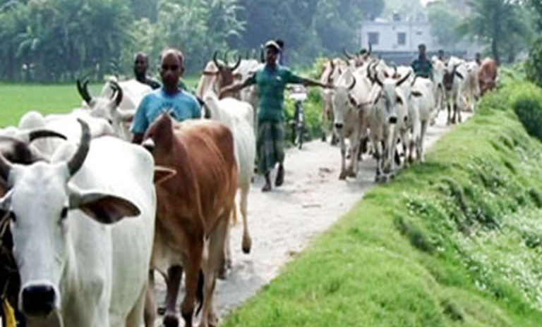 এ বছর ৪৫ লাখ গরুর চাহিদার প্রায় পুরোটাই দেশি গরু দিয়ে মেটানো যাবে