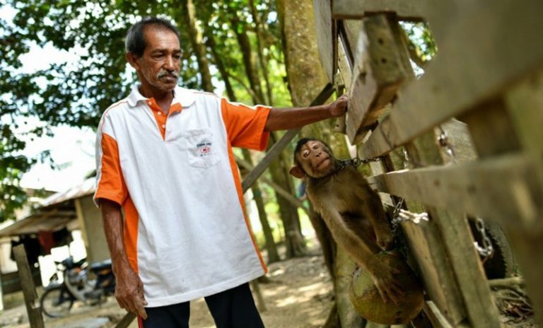 বাঁদরদেরও স্কুল রয়েছে মালয়েশিয়ায়