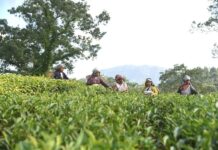 Jenseits des Chaos: Warum Sylhet das „London des Ostens“ ist (Und warum Sie es besuchen müssen) "Lush green tea gardens in Sreemangal, Sylhet, known as the tea capital of Bangladesh.