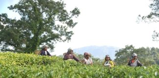 Beyond the Chaos: Why Sylhet is the “London” of the East "Lush green tea gardens in Sreemangal, Sylhet, known as the tea capital of Bangladesh.